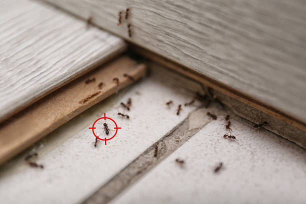 Reliable Rosepine, LA Pest Control Solutions