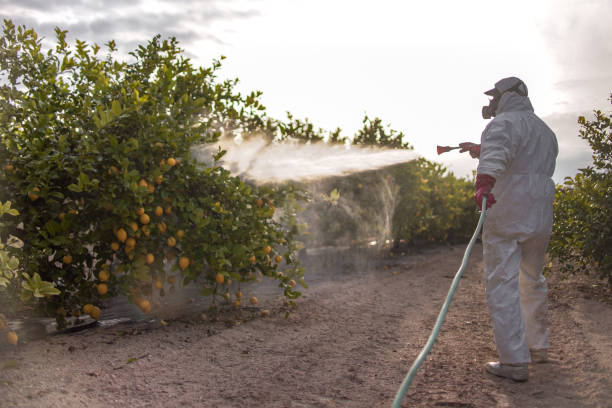 Best Emergency Pest Control  in Rosepine, LA