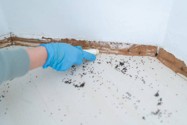 Best Affordable Pest Control Services  in Rosepine, LA